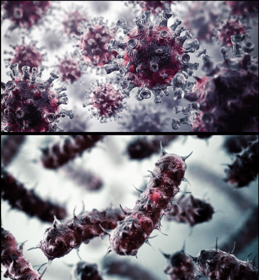 Bacteria viruses
